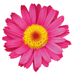 Argyranthemum Day-Zee Dark Rose